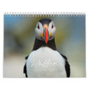 Suche nach papageientaucher Ozean