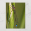 Suche nach libelle postkarten Tierwelt