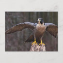 Suche nach osprey Tiere