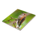 Suche nach hummingbird fliesen Ast