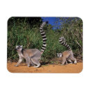 Suche nach lemur magnet magnete Afrika