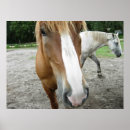 Suche nach kleines pferd poster Fotografie