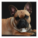 Suche nach französische bulldoggen poster Frenchie
