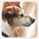 Suche nach jack russells aufkleber Niedlich