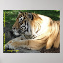 Suche nach bengalisch poster Wildtiere