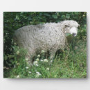 Suche nach schafe fotoplatten Niedlich