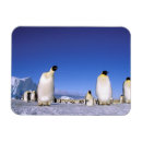 Suche nach die antarktis magnete Meer