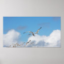 Suche nach küstenvögel poster Strand