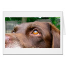 Suche nach retreiver postkarten Haustiere