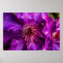 Suche nach clematis poster Lila