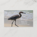 Suche nach strandvogel Sommer