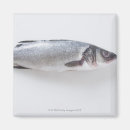 Suche nach fische magnete Fotografie