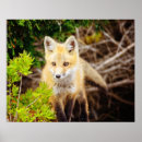 Suche nach niedliche füchse poster Natur