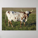 Suche nach longhorn poster Braun
