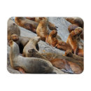 Suche nach seelöwe magnete Tiere