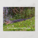 Suche nach alligator postkarten Für alle