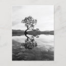 Suche nach wanaka postkarten That wanaka tree