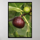 Suche nach pudding poster Feigen