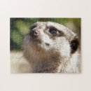 Suche nach meerkat puzzle Mekka