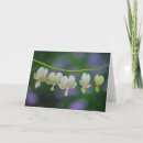 Suche nach blutendes herz karten Dicentra