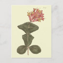 Suche nach trumpet postkarten Blume