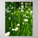 Suche nach blumenwiese poster Natur