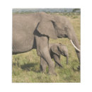 Suche nach afrikanischer elefant notizblock Tierwelt