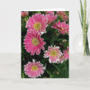 Suche nach gerbera blume karten Jede person