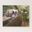 Suche nach reinrassig puzzle Kaninchen