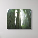 Suche nach mammutbaum leinwandbilder Redwood nationalpark