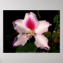 Suche nach tropen poster Foto