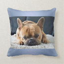 Suche nach french bulldog kissen Niedlicher hund