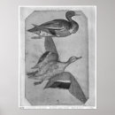 Suche nach pisanello poster Bird