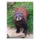 Suche nach frettchen poster Senf