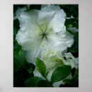 Suche nach azaleen poster Natur