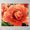 Suche nach ranunculus poster Natur