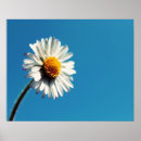 Suche nach großes weiß poster Natur