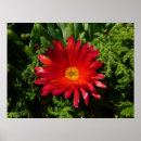 Suche nach roter teppich poster Blume