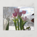 Suche nach rosa tulpe postkarten Jede person
