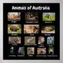 Suche nach australien känguru poster Tiere