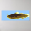 Suche nach wels kunst Aquarium