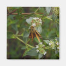 Suche nach schmetterlinge magnete Für kinder