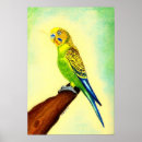 Suche nach budgies poster Vögel