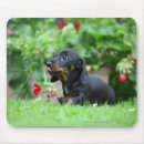 Suche nach haarig mousepads Blumen
