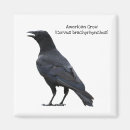Suche nach schwarze krähen magnete Vögel