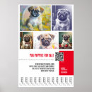 Suche nach hündchen poster Mops