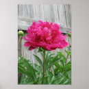 Suche nach rosa pfingstrose poster Blume
