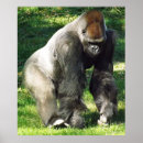 Suche nach silverback gorilla poster Afrika