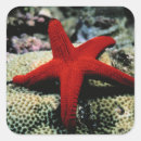 Suche nach rotes meer aufkleber Segelboot