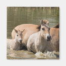 Suche nach mare magnete Colt